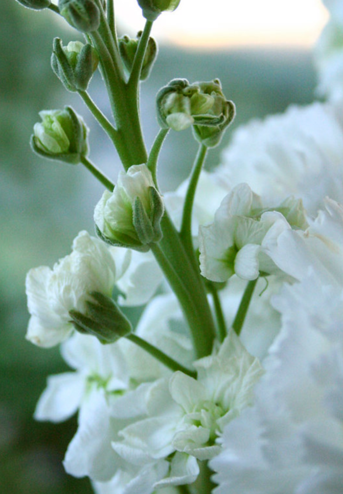 Sommernatsviol - Matthiola incana annua