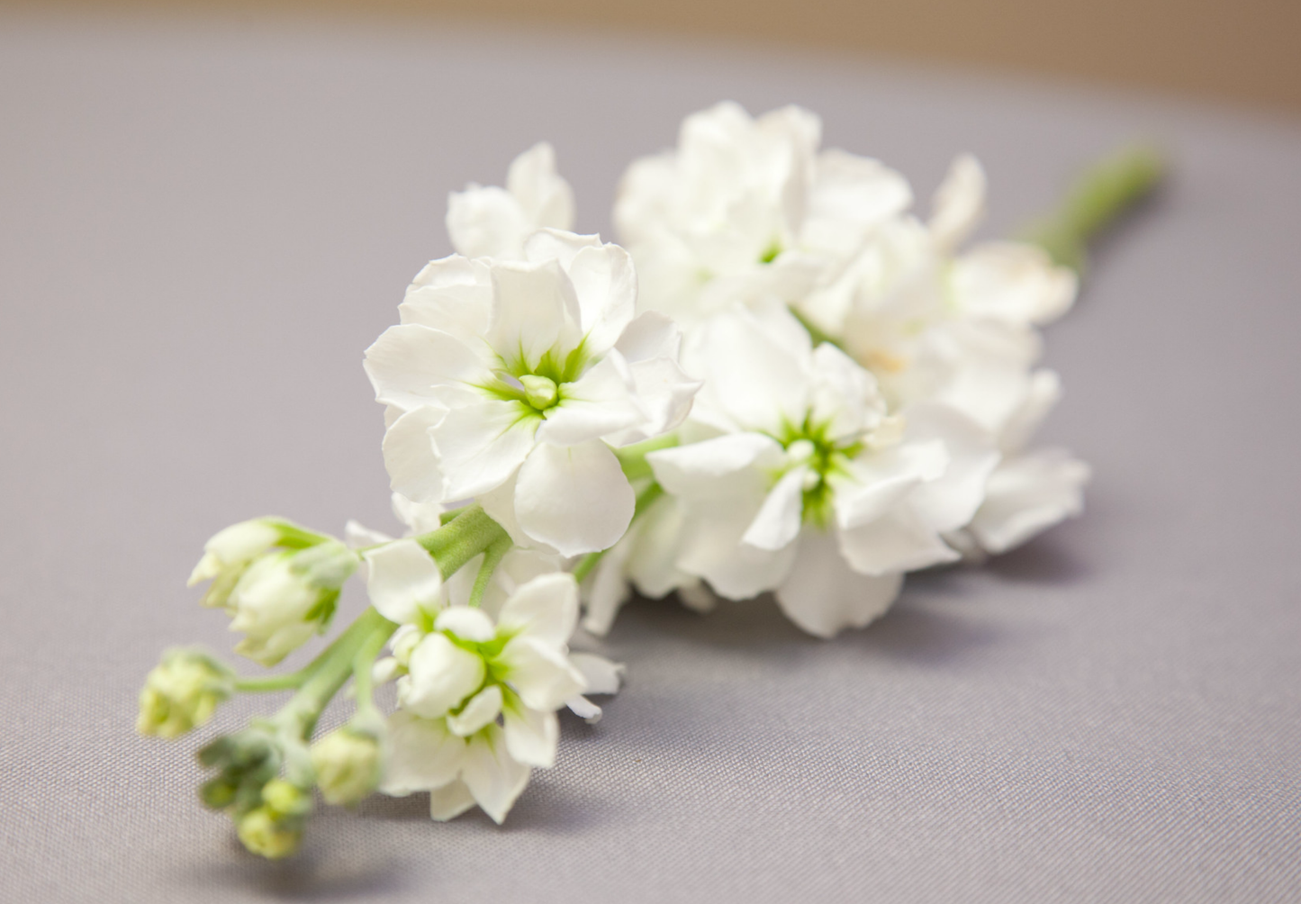 Sommernatsviol - Matthiola incana annua