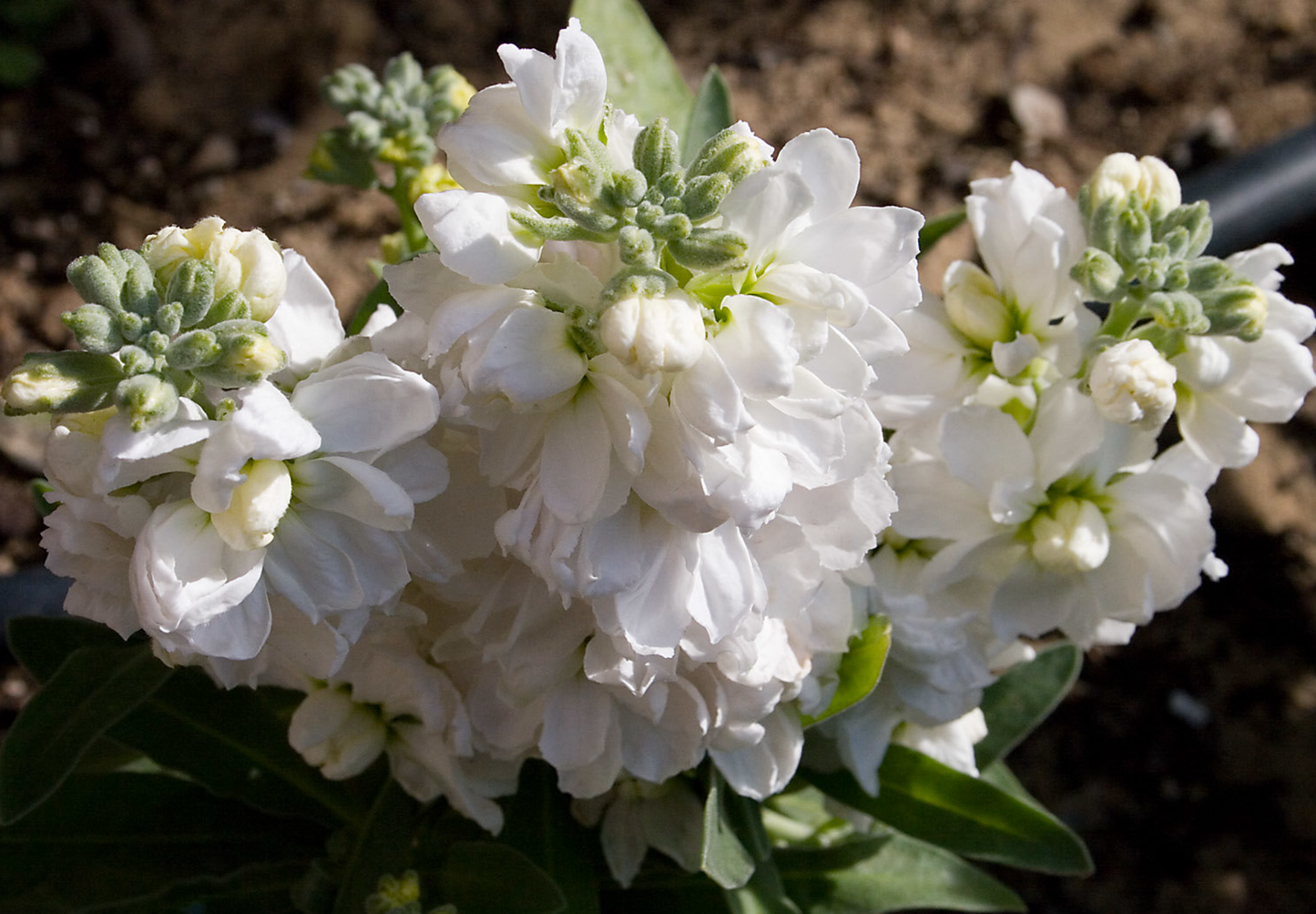 Sommernatsviol - Matthiola incana annua