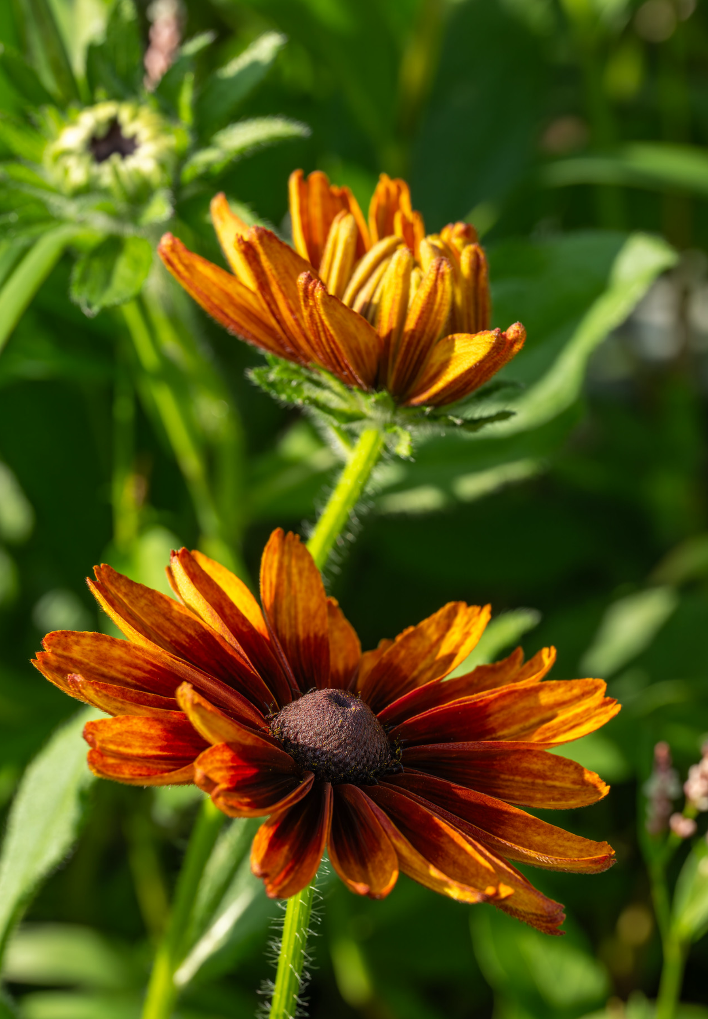 Solhat "Rustic Dwarf" - Rudbekia Hirta