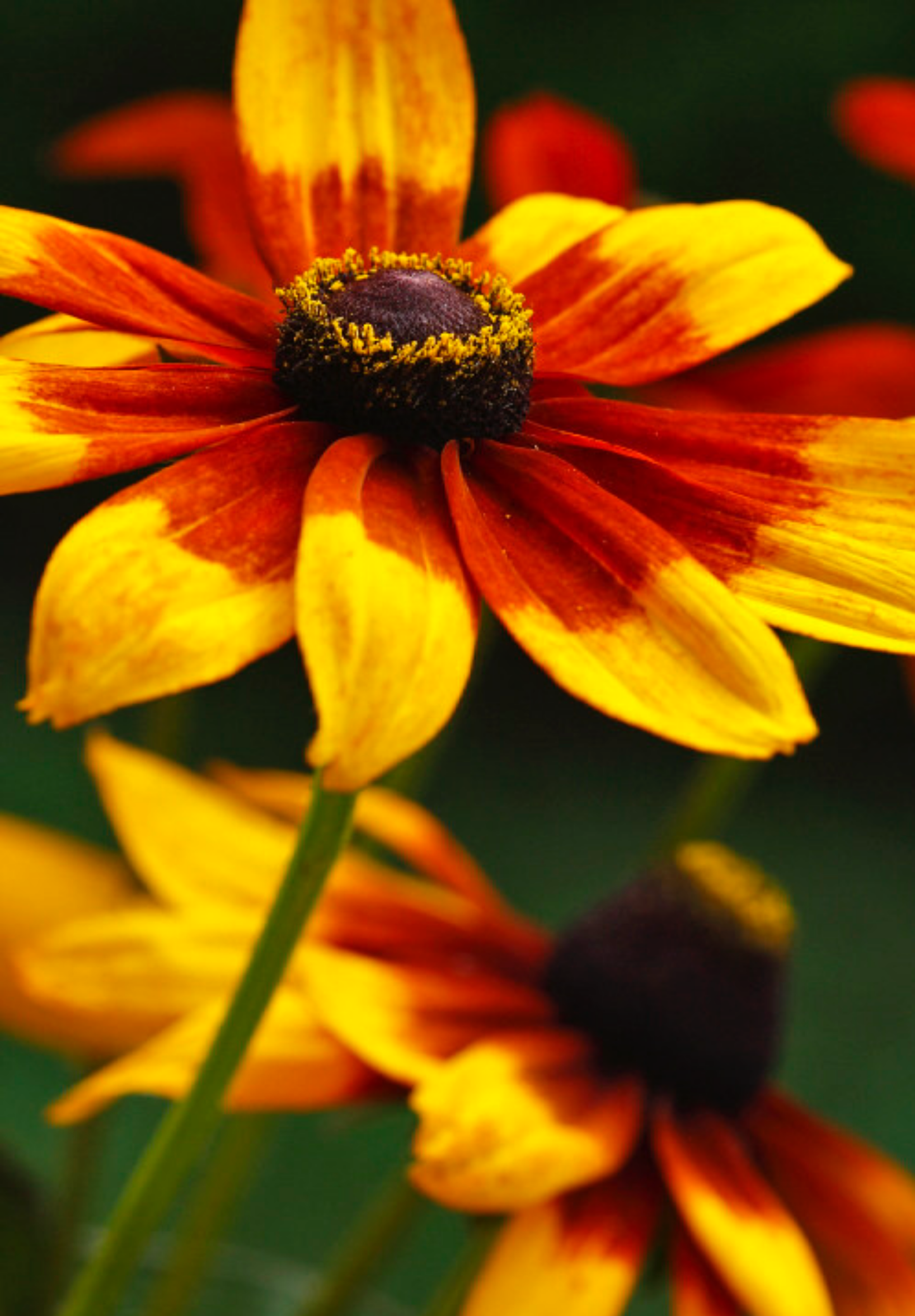 Solhat "Rustic Dwarf" - Rudbekia Hirta