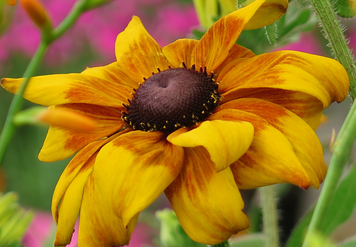 Solhat "Rustic Dwarf" - Rudbekia Hirta