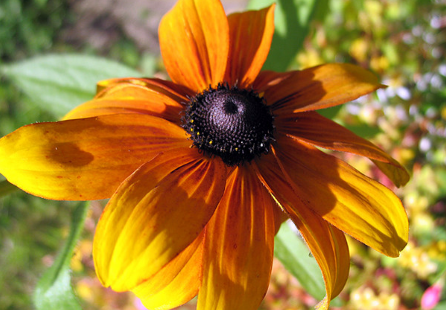 Solhat "Rustic Dwarf" - Rudbekia Hirta