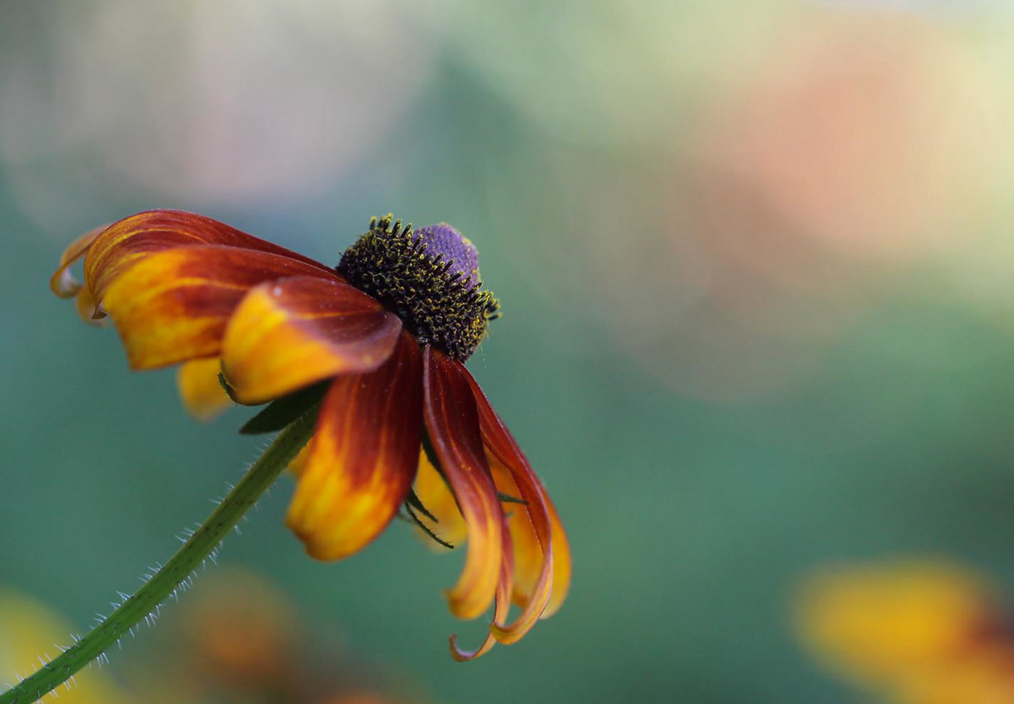 Solhat "Rustic Dwarf" - Rudbekia Hirta