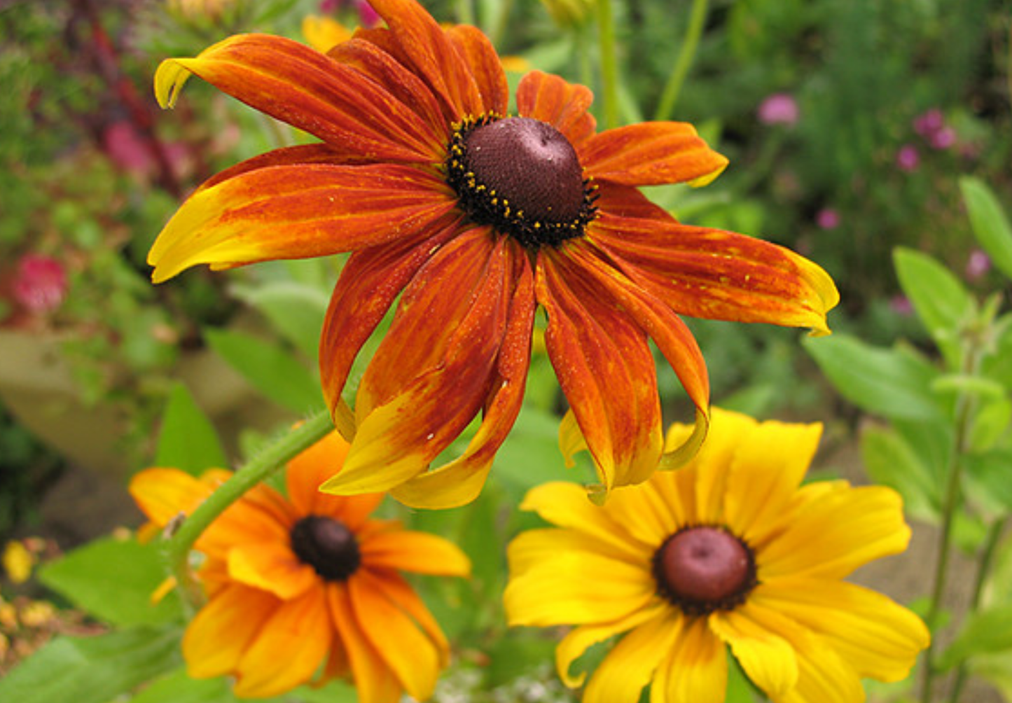 Solhat "Rustic Dwarf" - Rudbekia Hirta