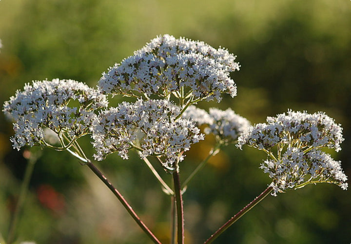 Lægebaldrian - Valeriana officinalis