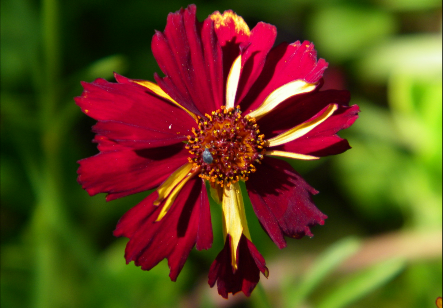 Coreopsis 'Roulette