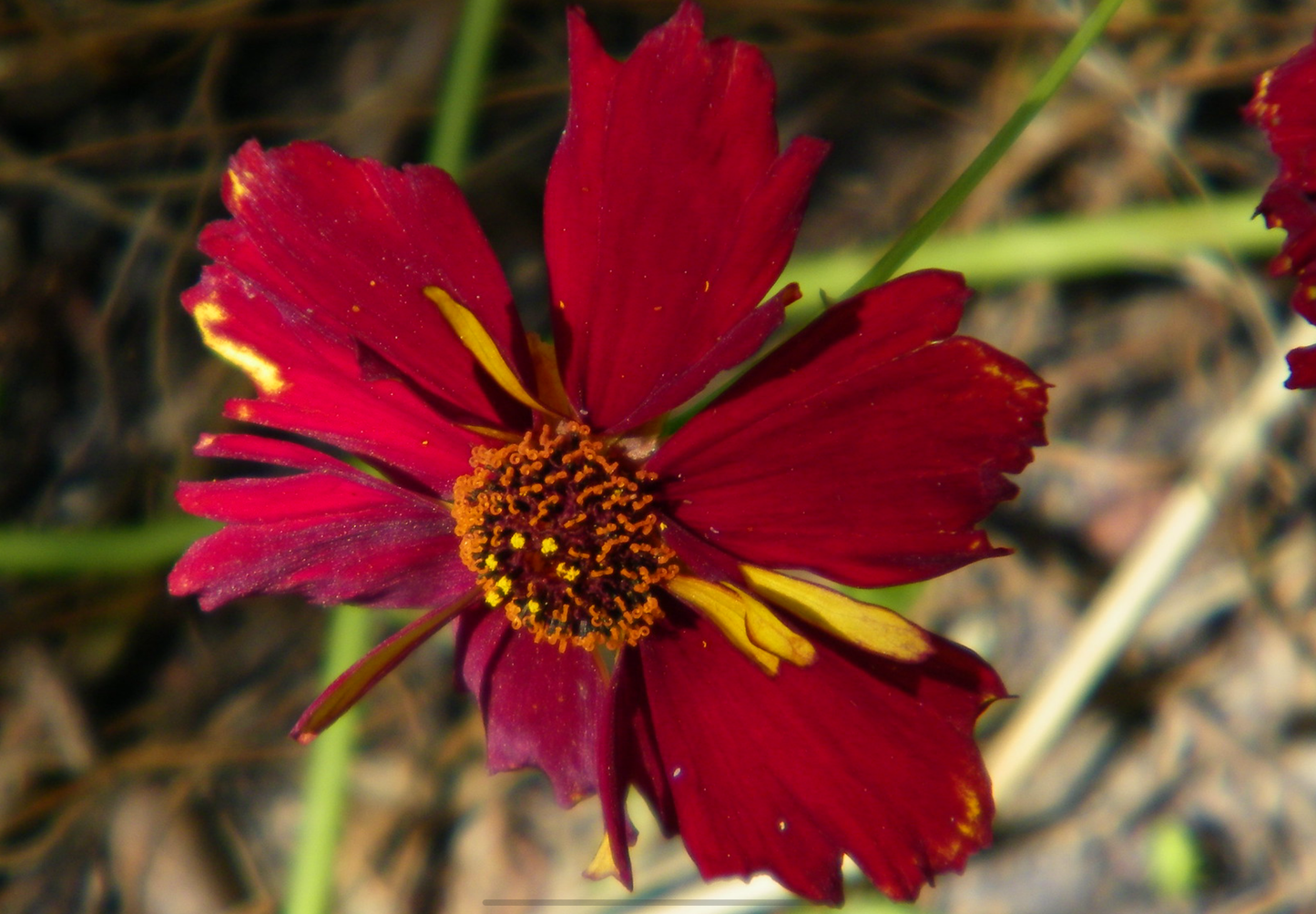 Coreopsis 'Roulette