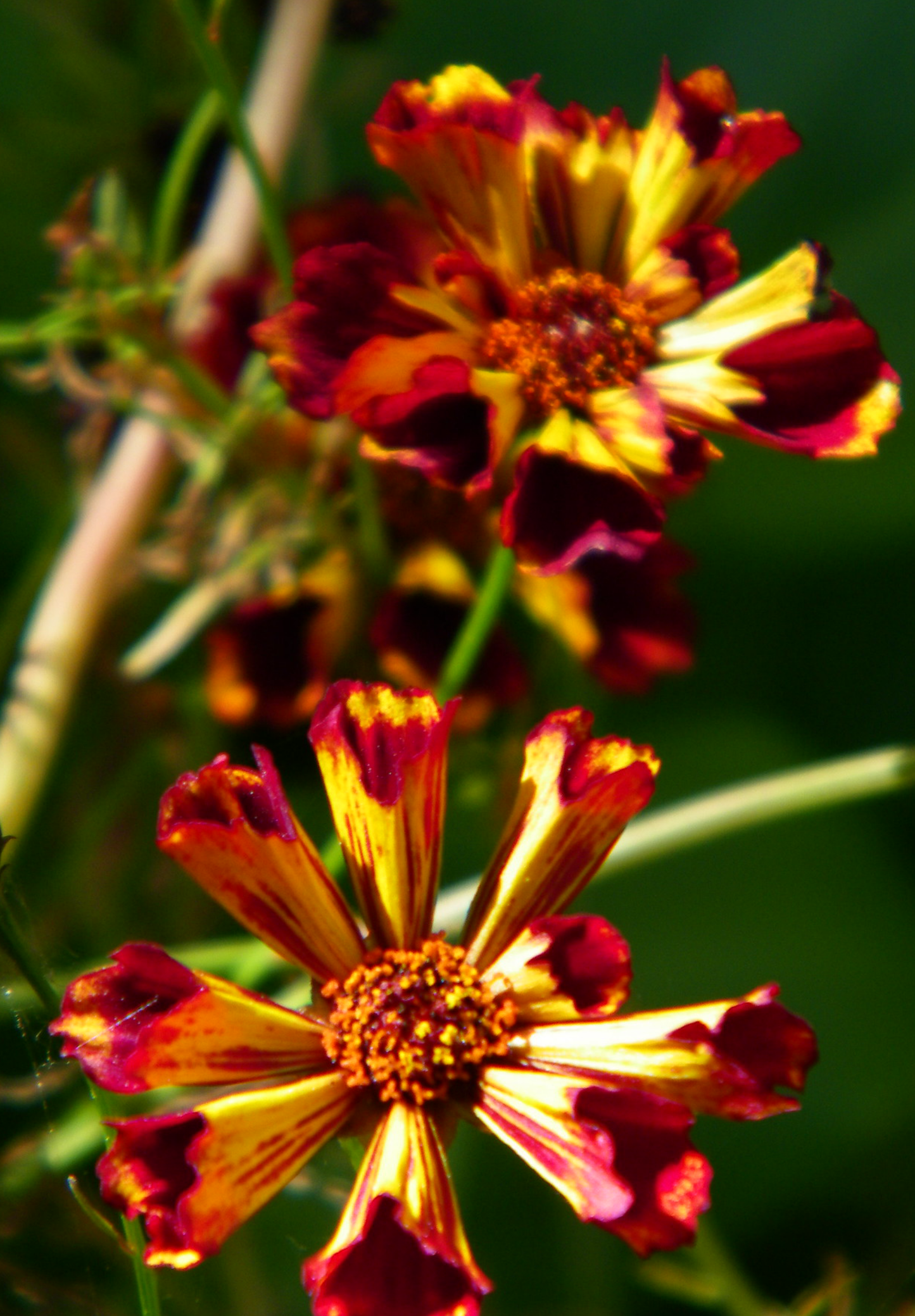 Coreopsis 'Roulette