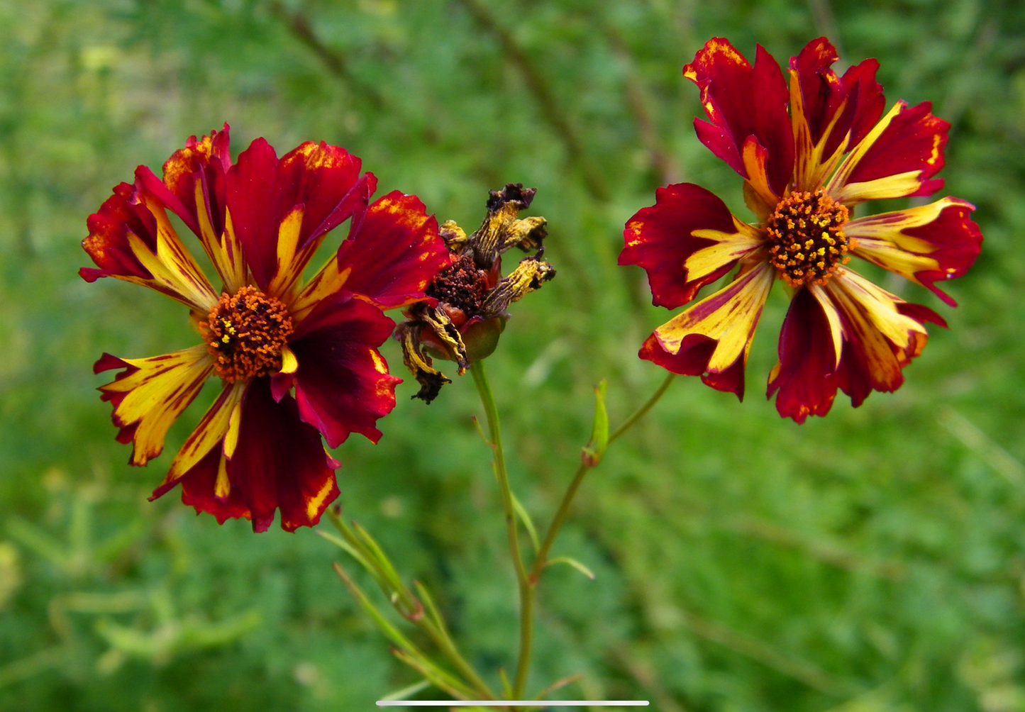 Coreopsis 'Roulette