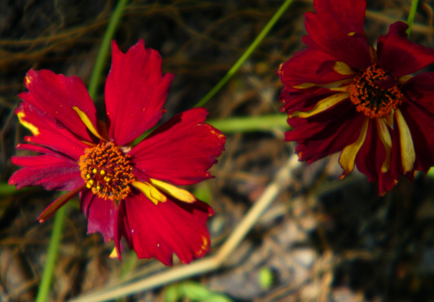 Coreopsis 'Roulette