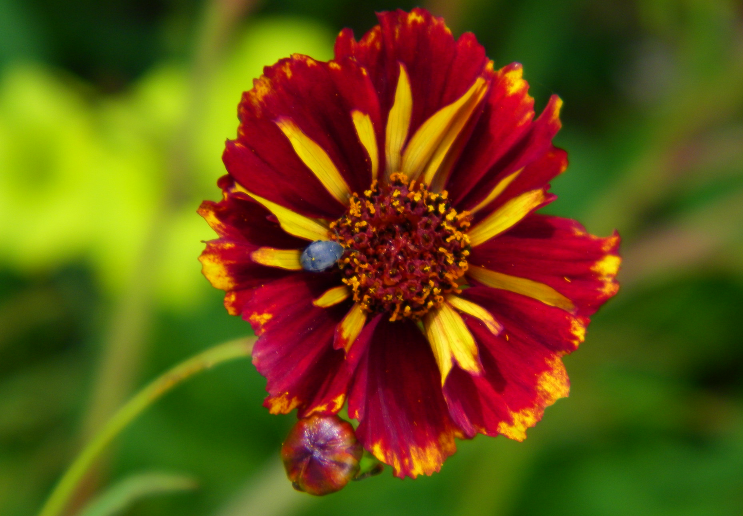 Coreopsis 'Roulette