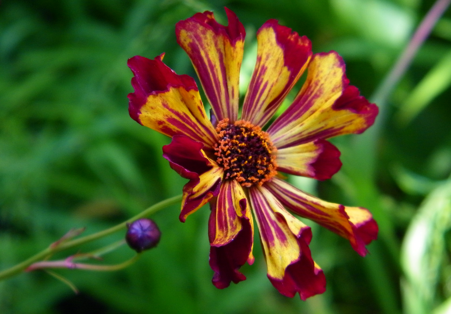 Coreopsis 'Roulette