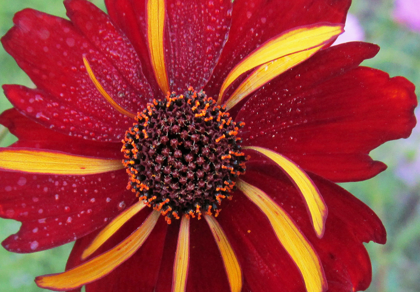 Coreopsis 'Roulette