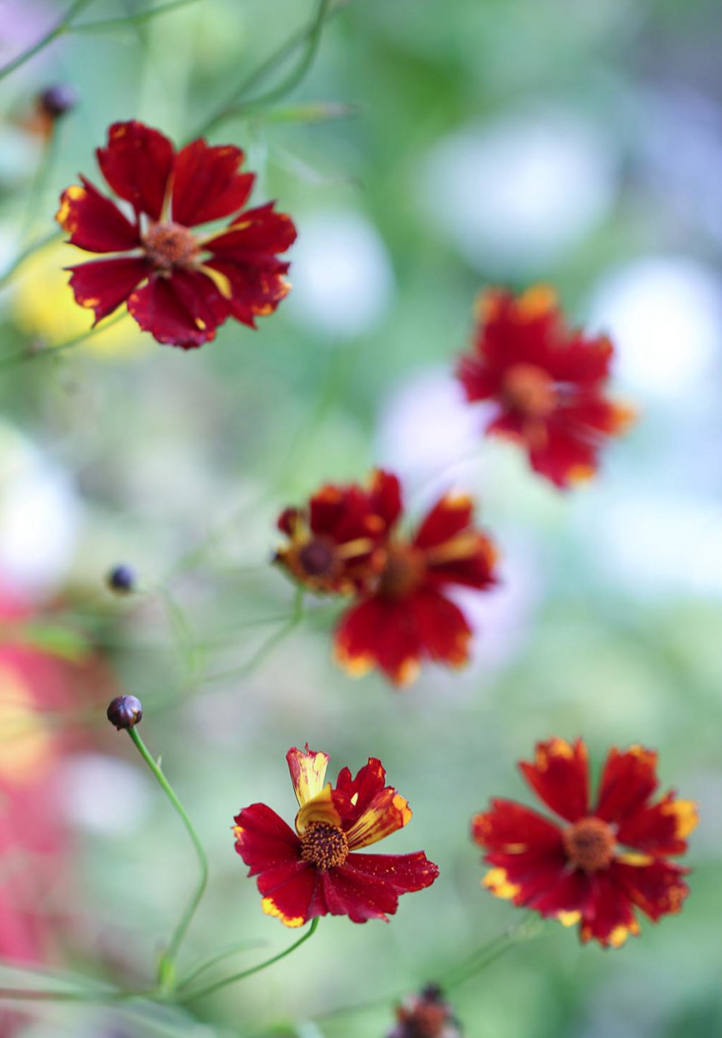 Coreopsis 'Roulette