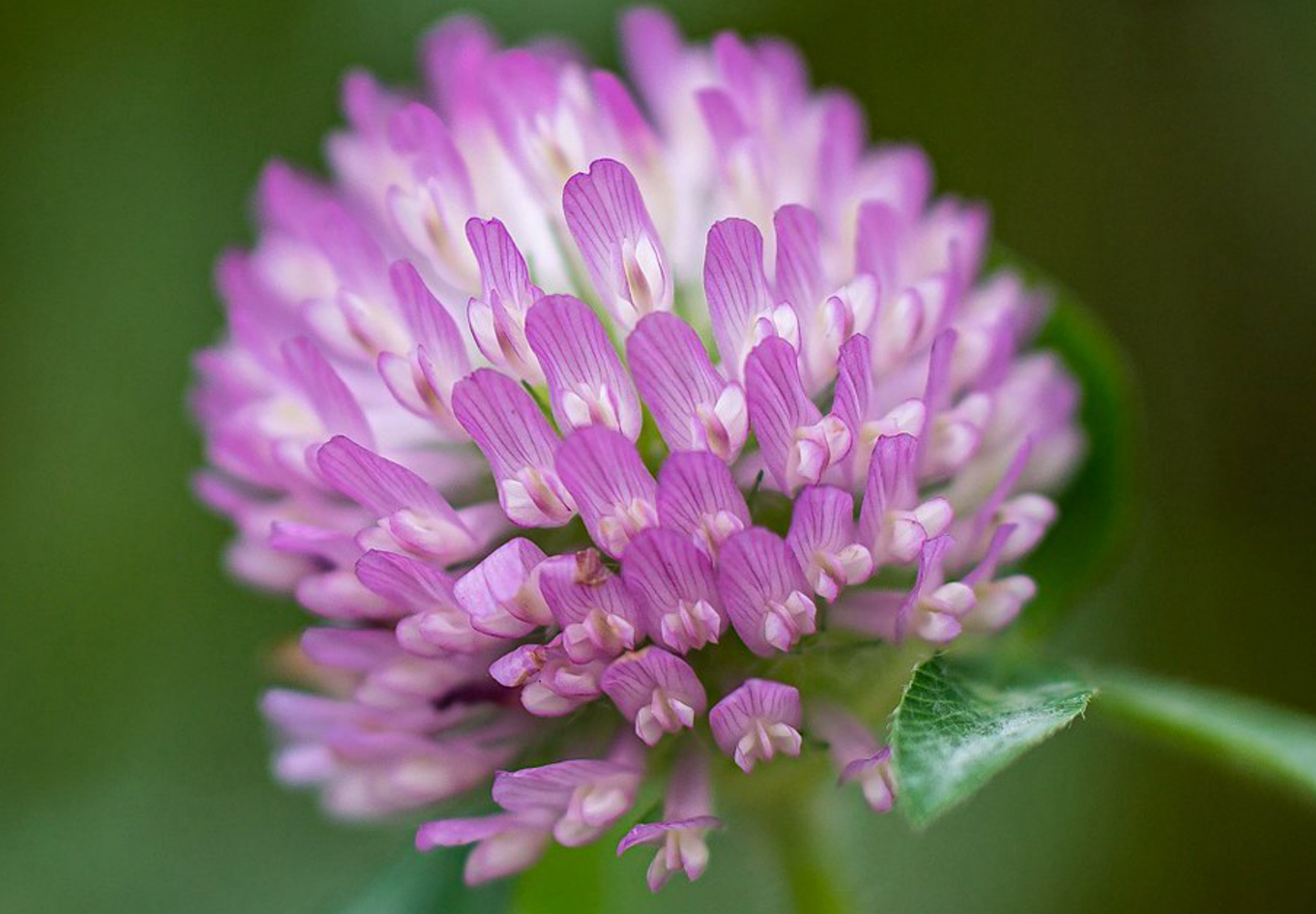 Rødkløver (Trifolium pratense)