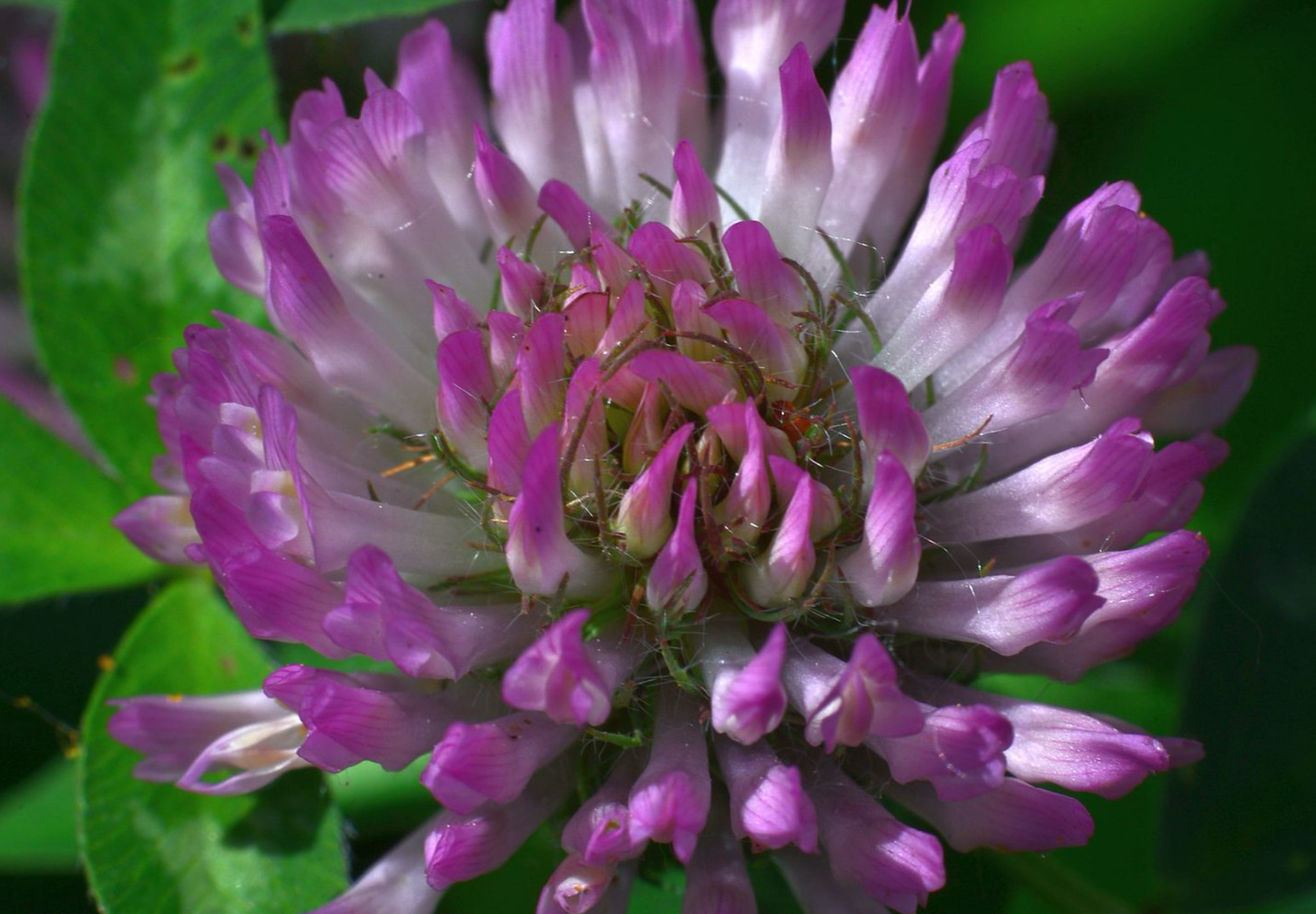 Rødkløver (Trifolium pratense)