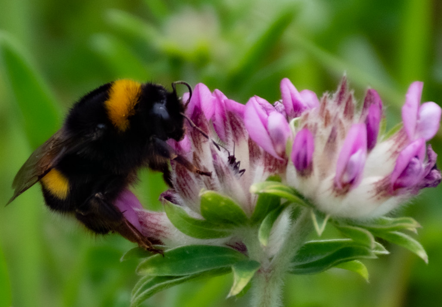 Rødkløver (Trifolium pratense)