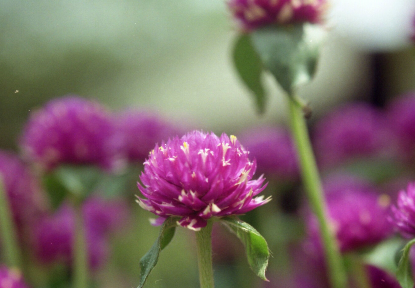 Rødkløver (Trifolium pratense)