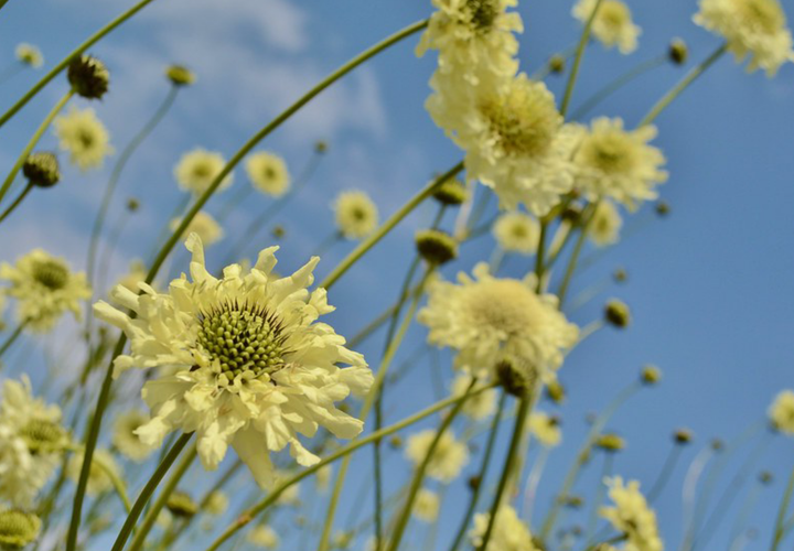 gigantisk skabiose, kæmpe skælhoved - Cephalaria gigantea