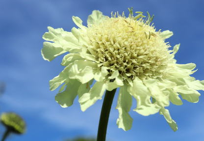 gigantisk skabiose, kæmpe skælhoved - Cephalaria gigantea