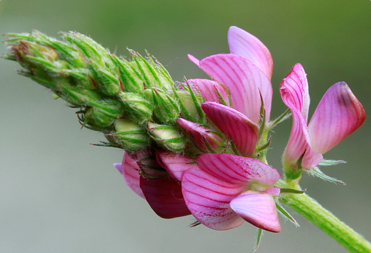 Esparsette (Onobrychis viciifolia)