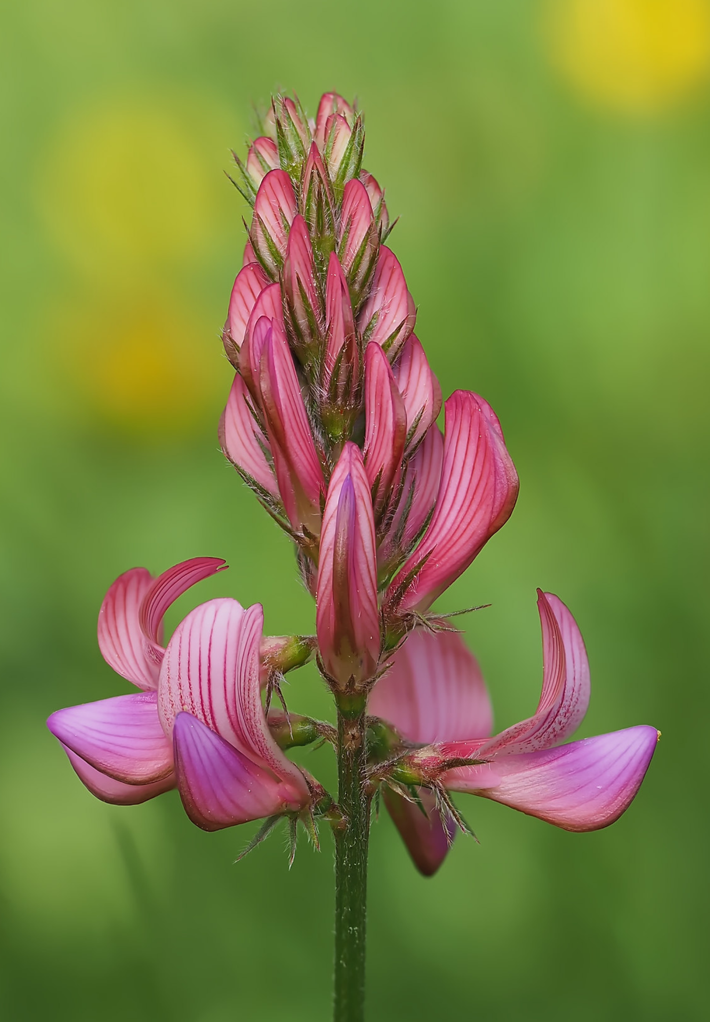 Esparsette (Onobrychis viciifolia)