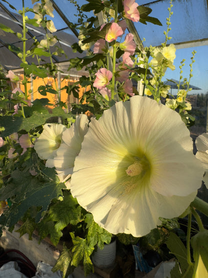 Pastelfarvede stokroser 'Skovlund' - alcea rosea