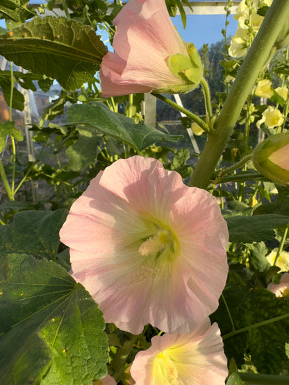 Pastelfarvede stokroser 'Skovlund' - alcea rosea