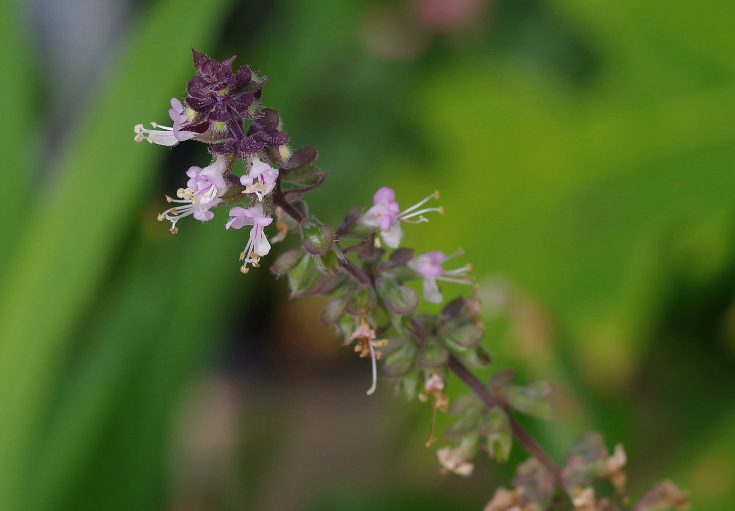 Thai basilikum - Ocimum basilicum var. thyrsiflora