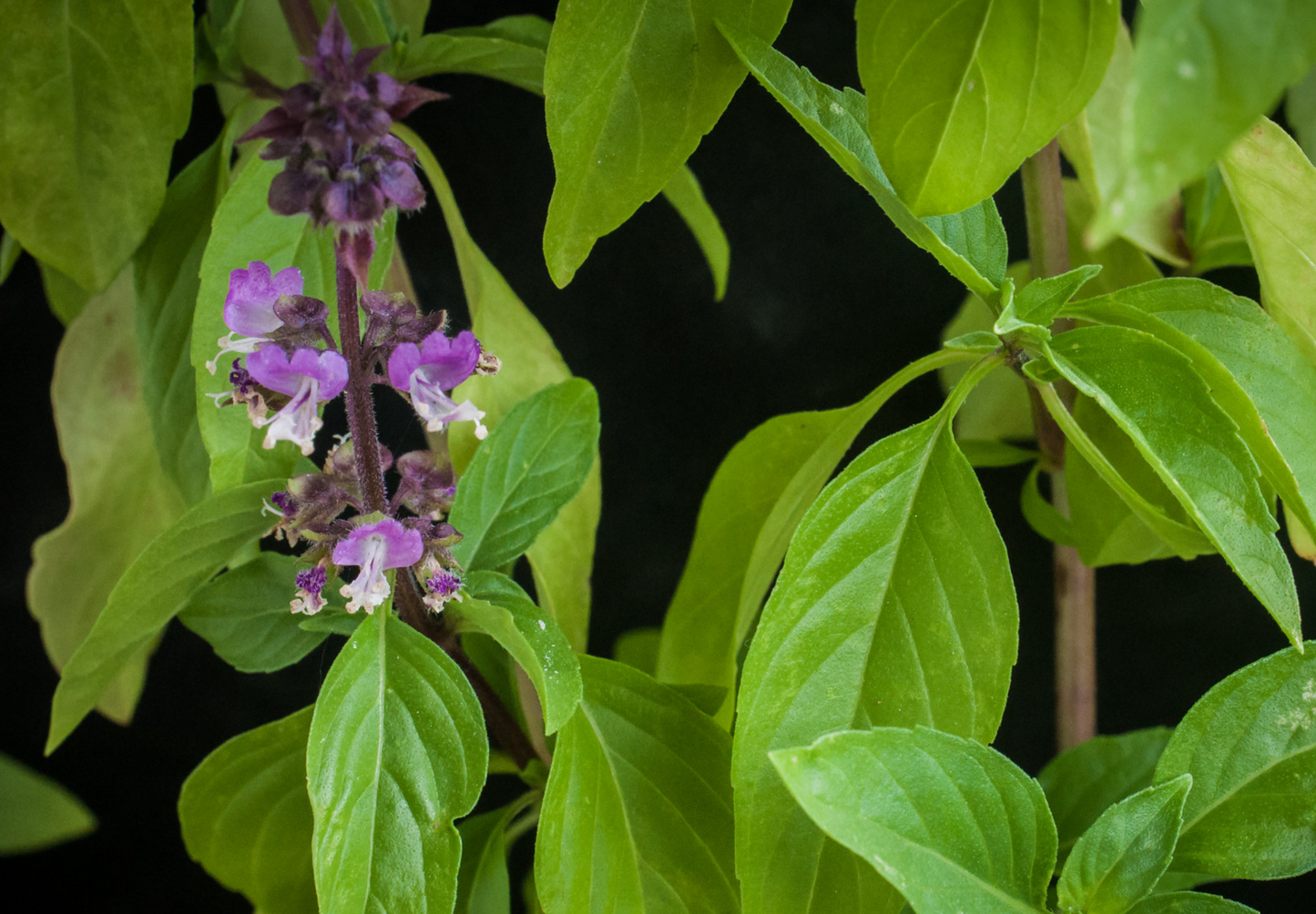 Thai basilikum - Ocimum basilicum var. thyrsiflora