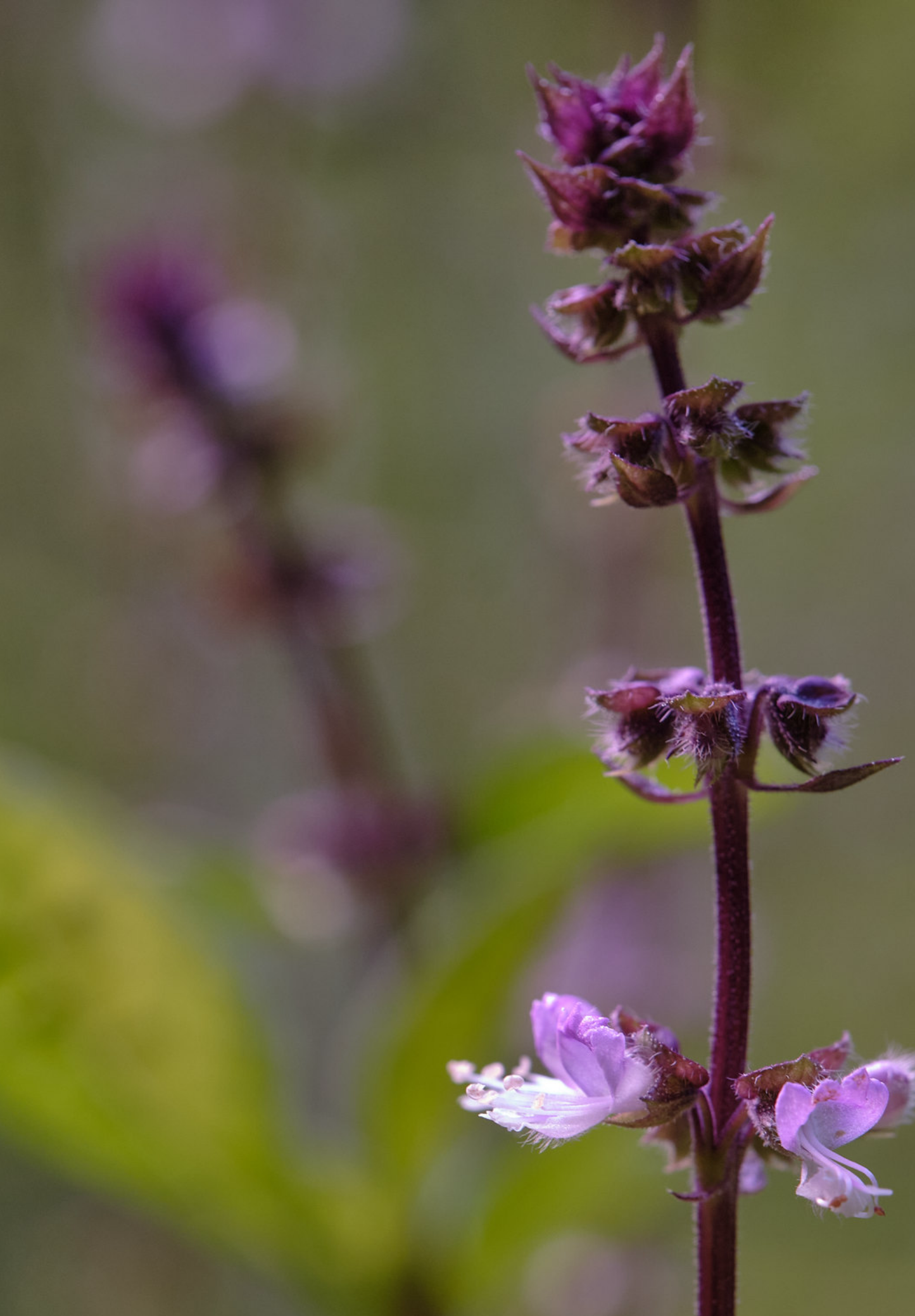 Thai basilikum - Ocimum basilicum var. thyrsiflora