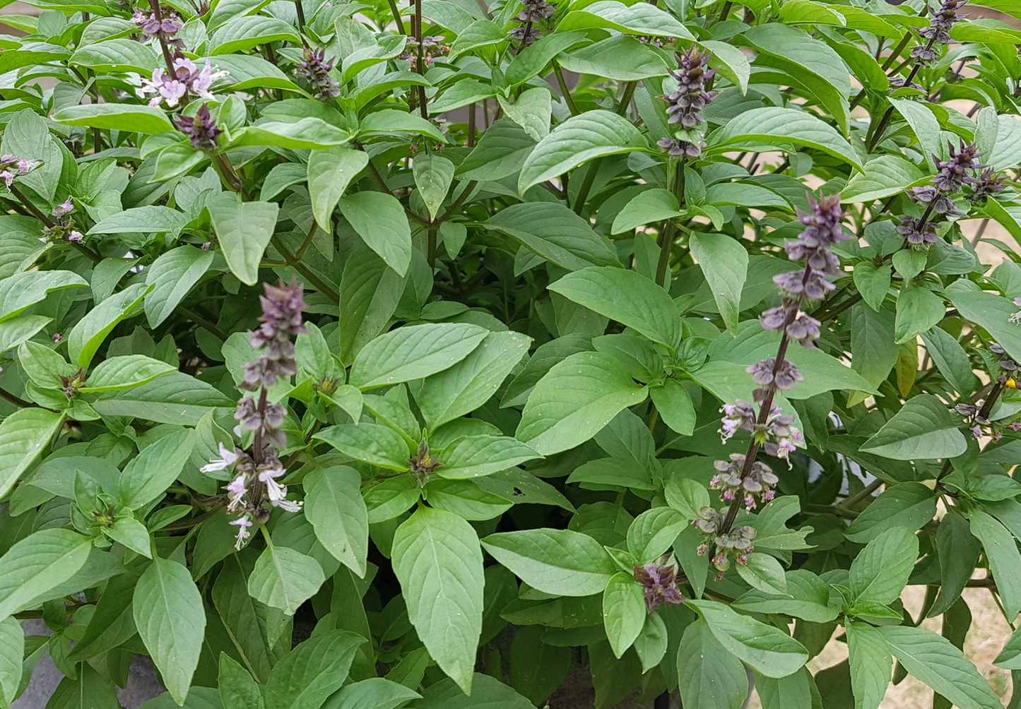 Thai basilikum - Ocimum basilicum var. thyrsiflora