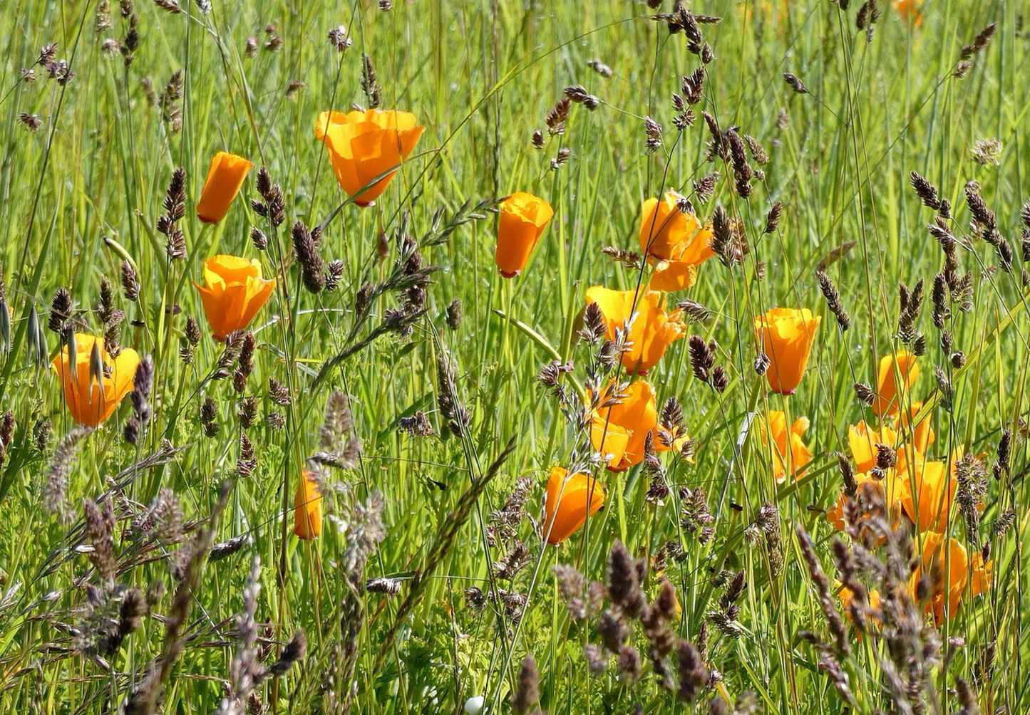 Kraveløs californisk valmue - Eschscholzia caespitosa