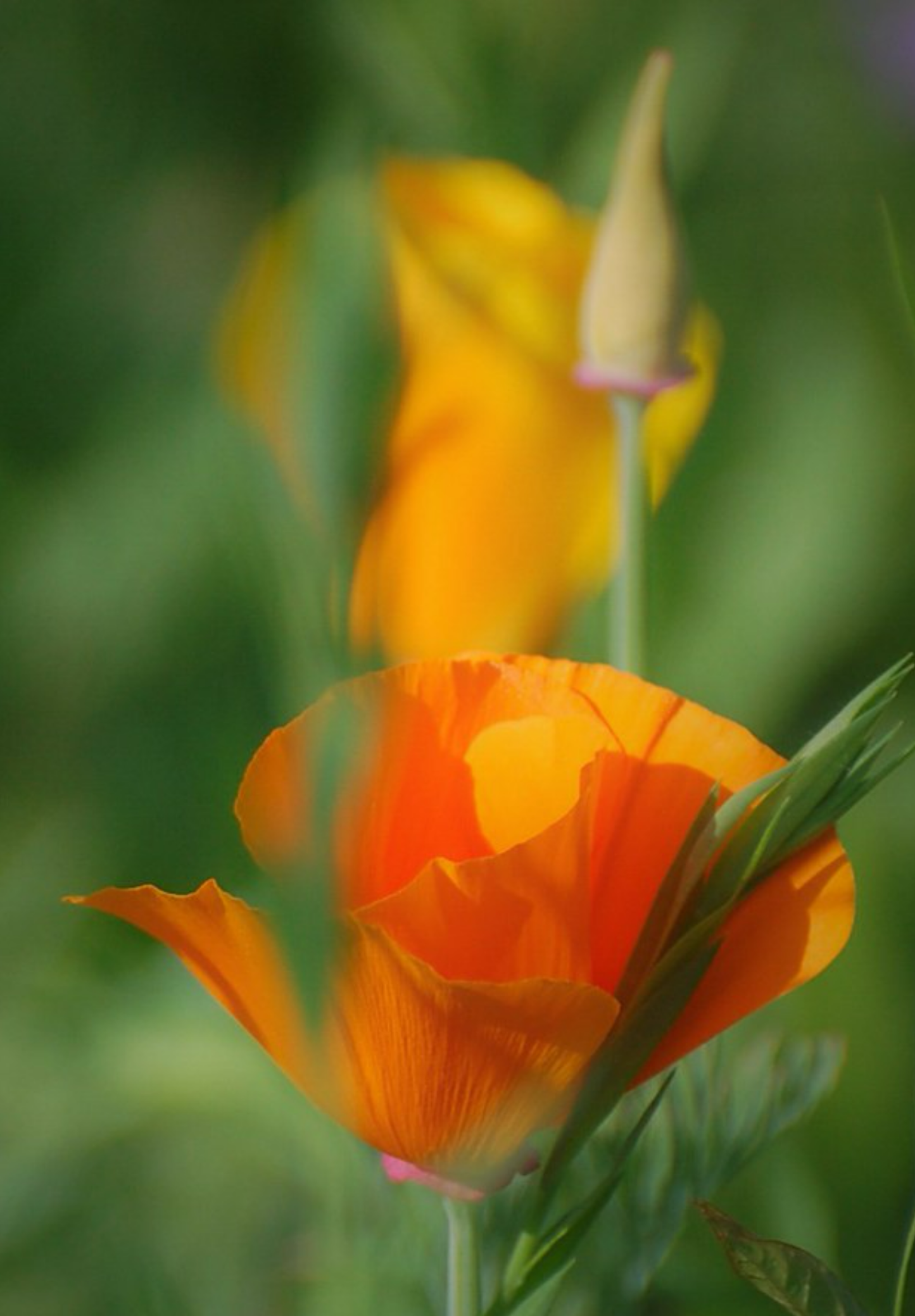 Kraveløs californisk valmue - Eschscholzia caespitosa