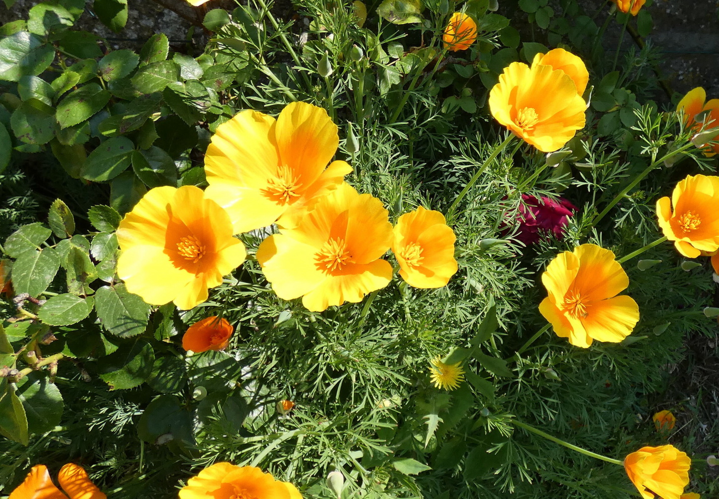 Kraveløs californisk valmue - Eschscholzia caespitosa