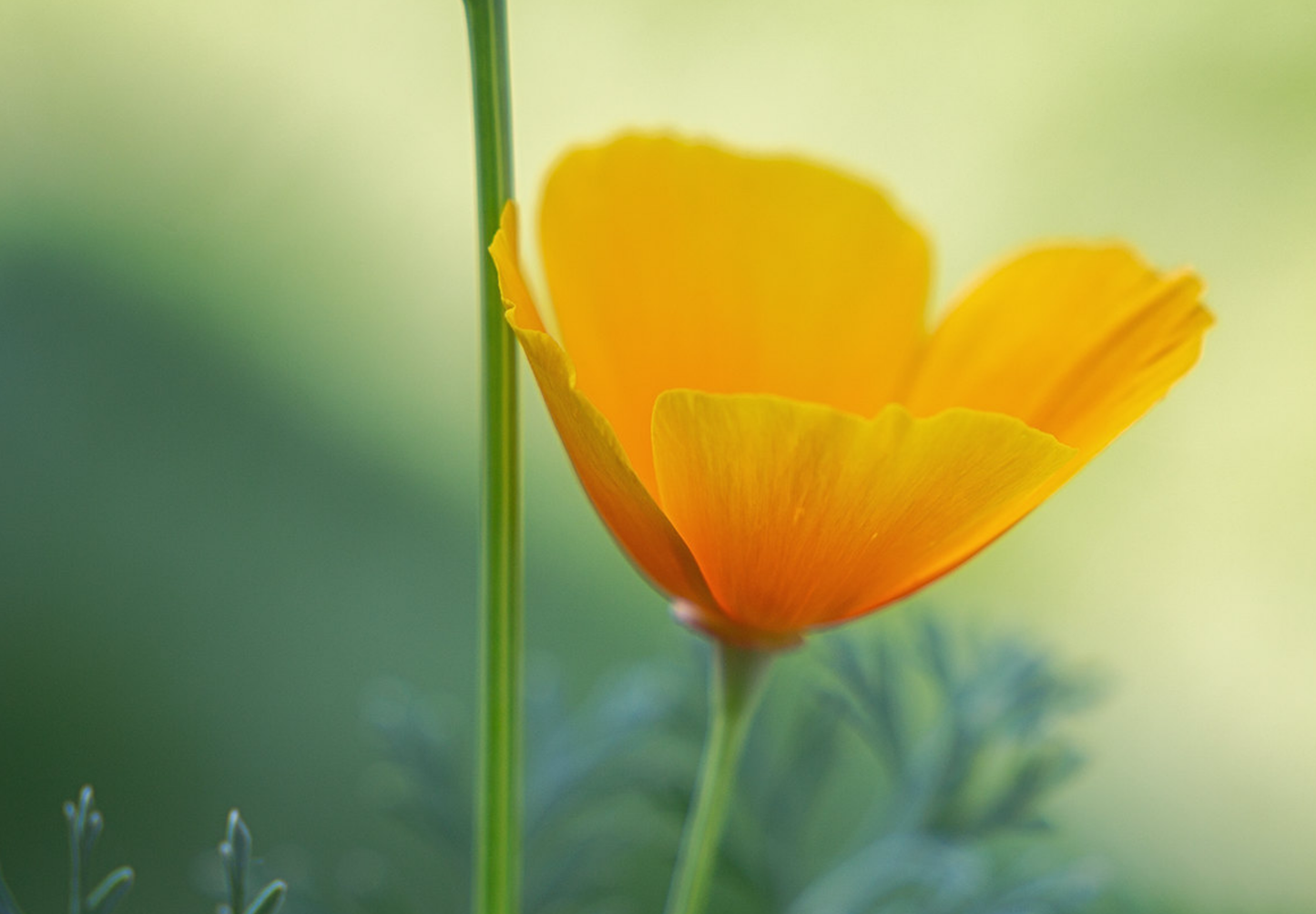 Kraveløs californisk valmue - Eschscholzia caespitosa