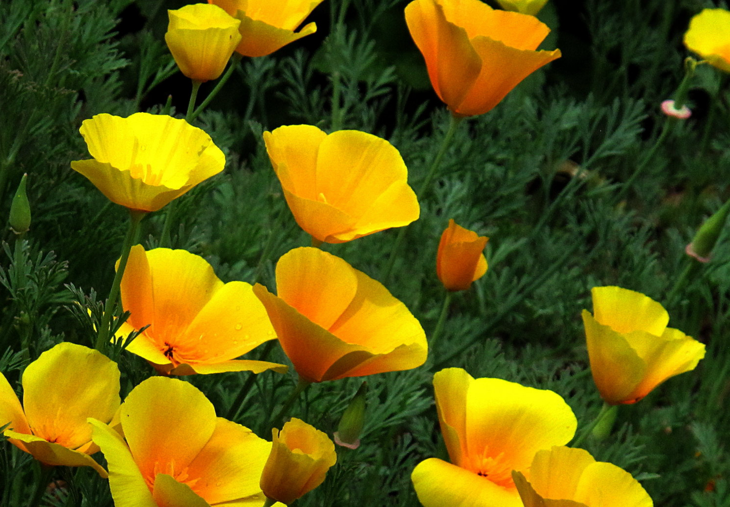 Kraveløs californisk valmue - Eschscholzia caespitosa