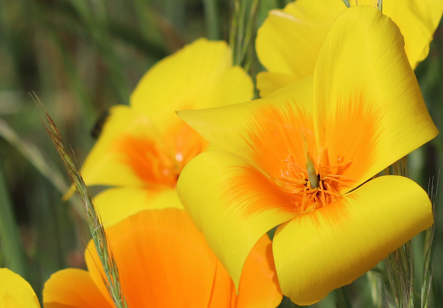 Kraveløs californisk valmue - Eschscholzia caespitosa