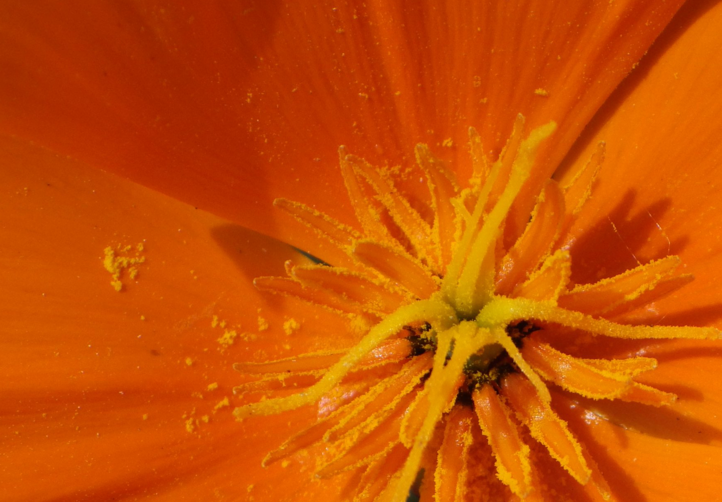 Kraveløs californisk valmue - Eschscholzia caespitosa