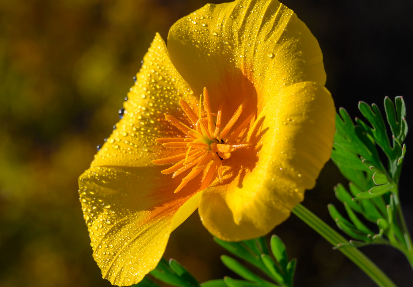 Kraveløs californisk valmue - Eschscholzia caespitosa