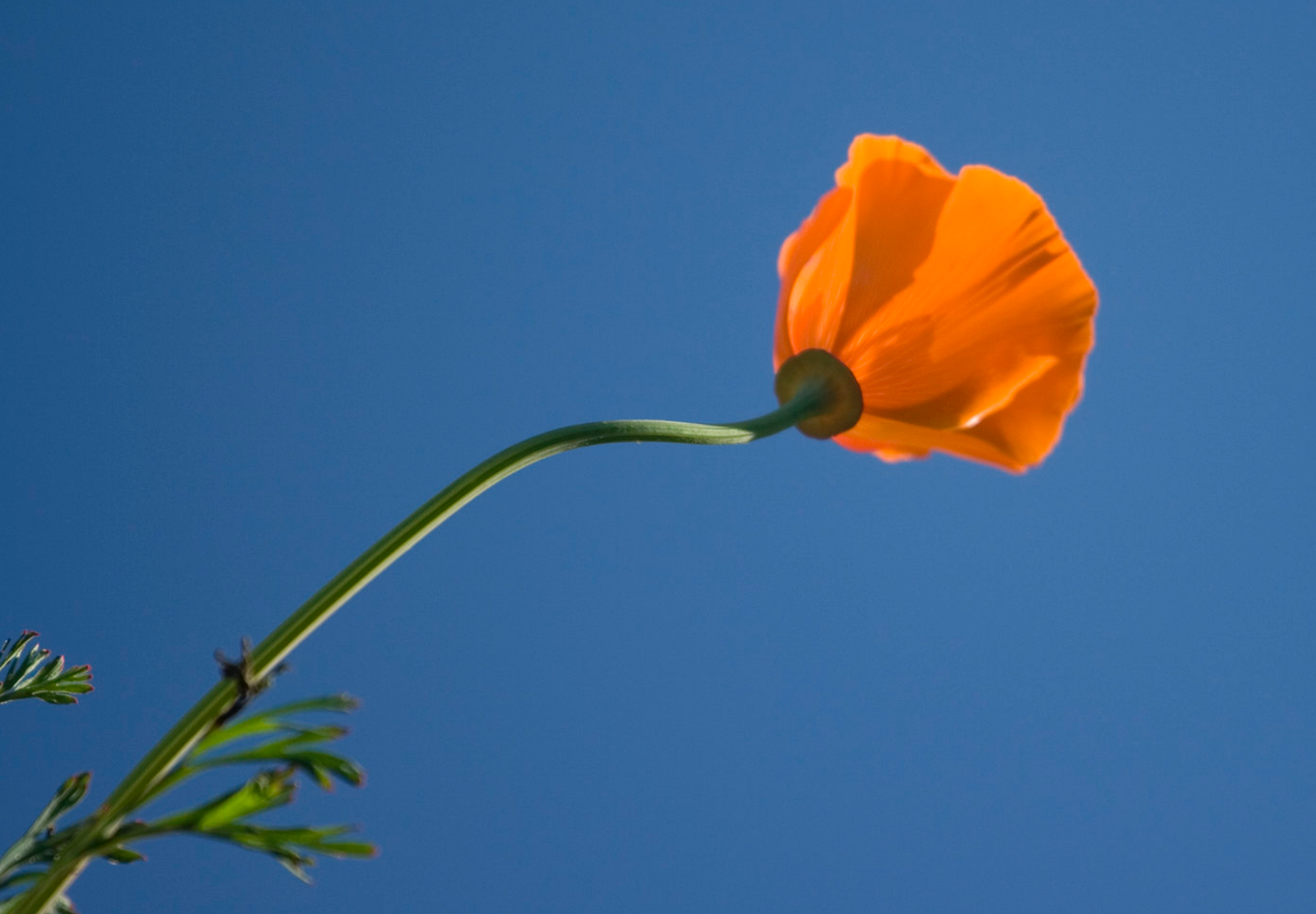 Kraveløs californisk valmue - Eschscholzia caespitosa