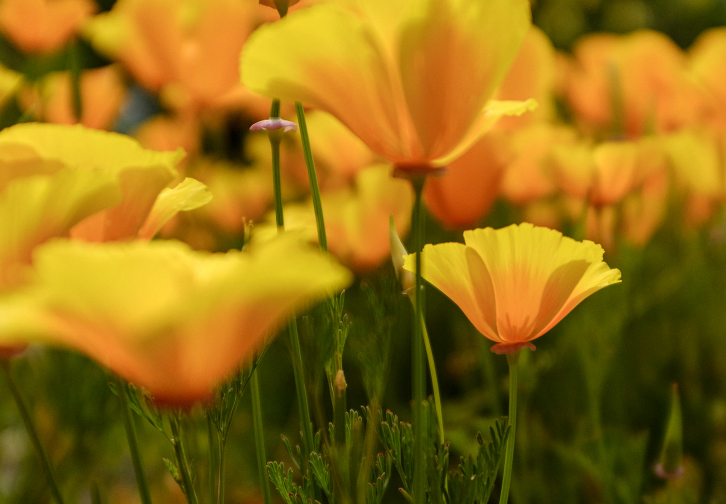 Kraveløs californisk valmue - Eschscholzia caespitosa