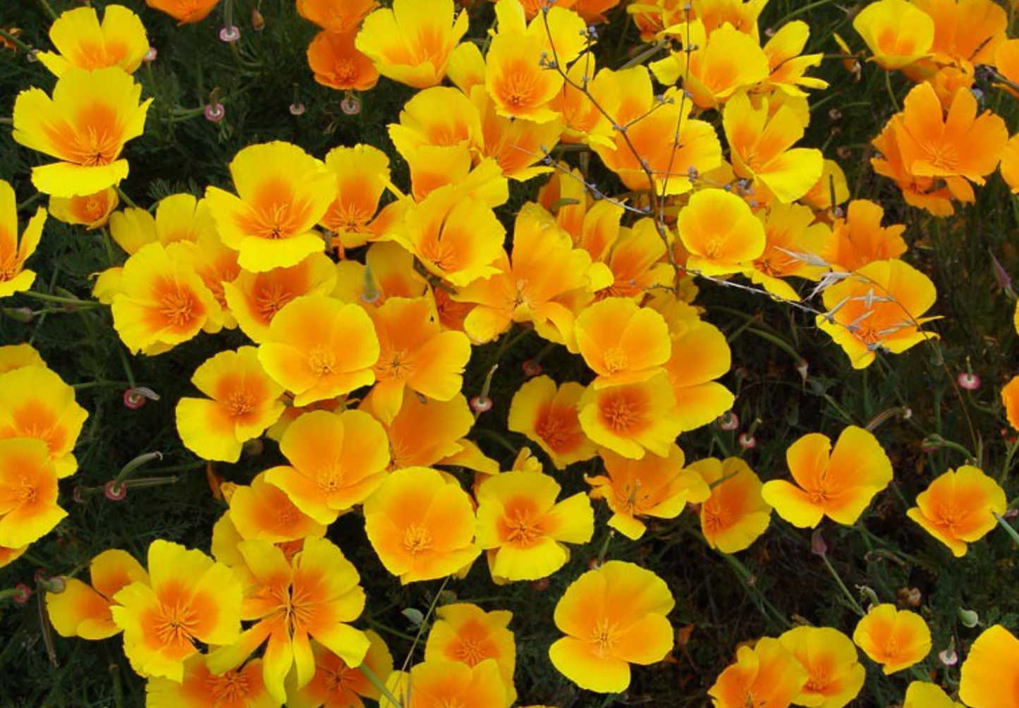 Kraveløs californisk valmue - Eschscholzia caespitosa