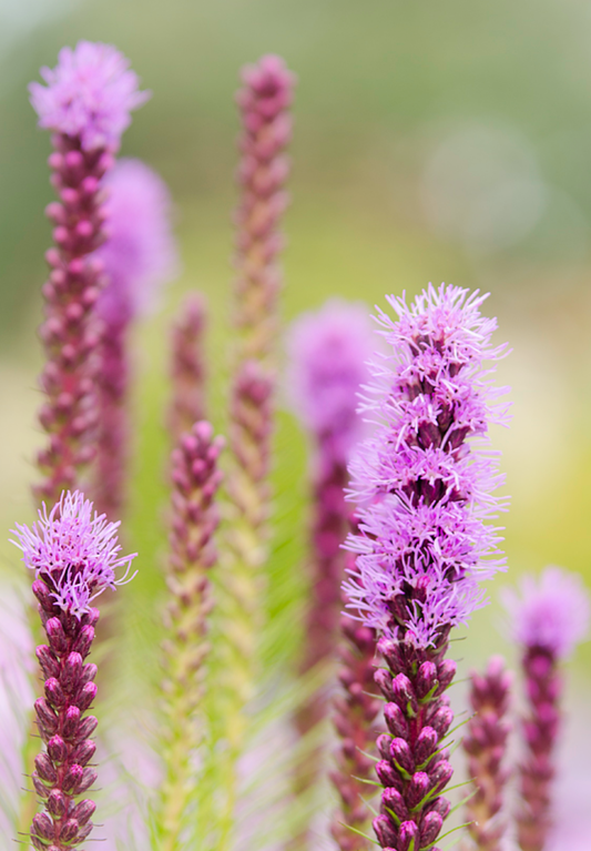 Langakset pragtskær Pink - Liatris spicata