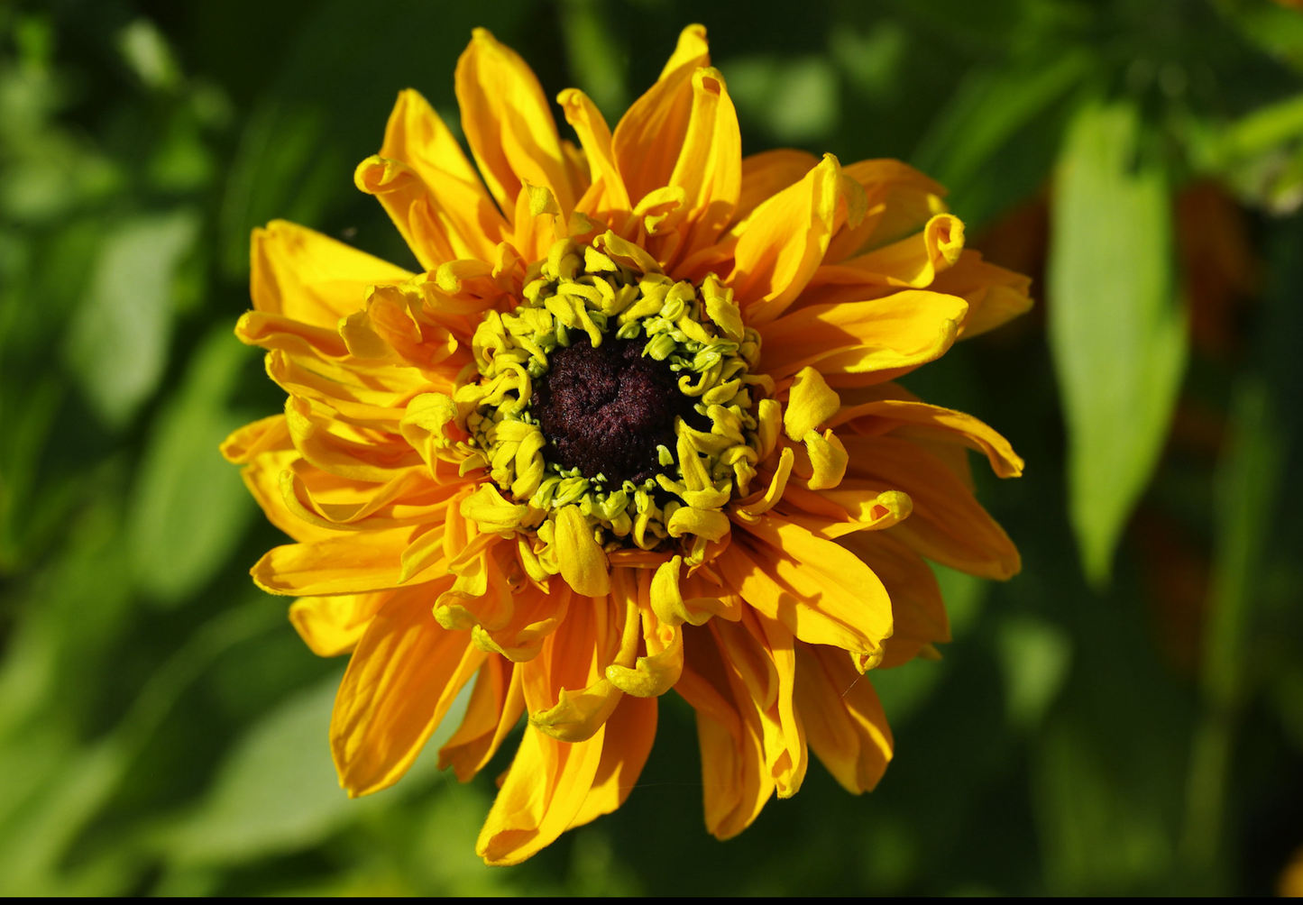 Solhat Guldlok - Rudbeckia hirta 'goldilocks'