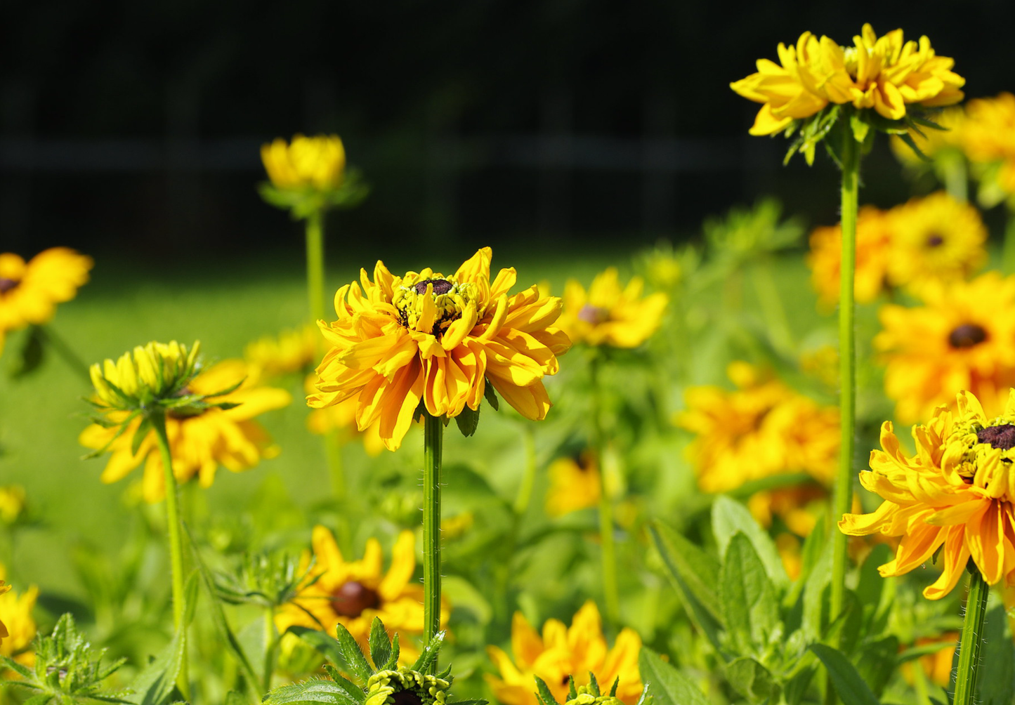 Solhat Guldlok - Rudbeckia hirta 'goldilocks'