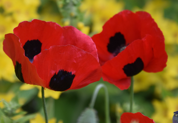 Mariehønevalmue - Papaver commutatum 'Ladybird'