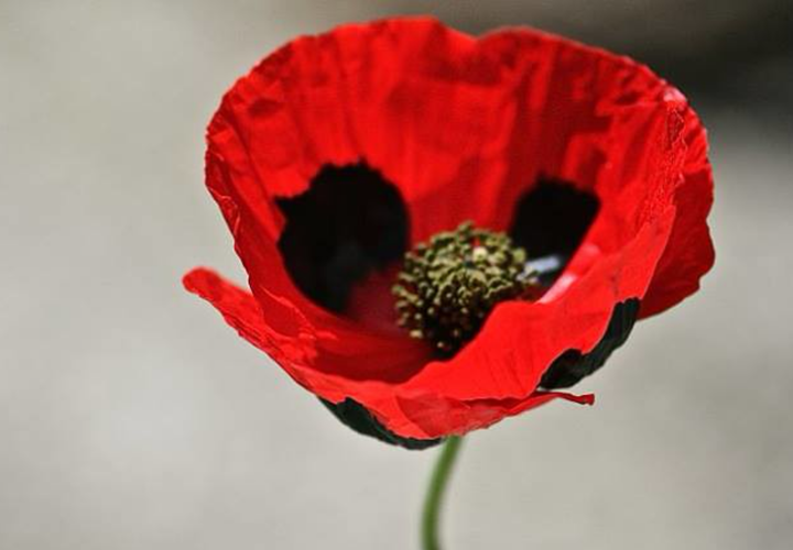 Mariehønevalmue - Papaver commutatum 'Ladybird'