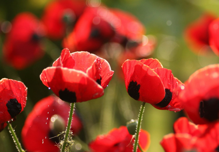 Mariehønevalmue - Papaver commutatum 'Ladybird'